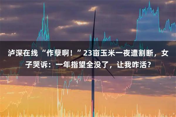 泸深在线 “作孽啊！”23亩玉米一夜遭割断，女子哭诉：一年指望全没了，让我咋活？
